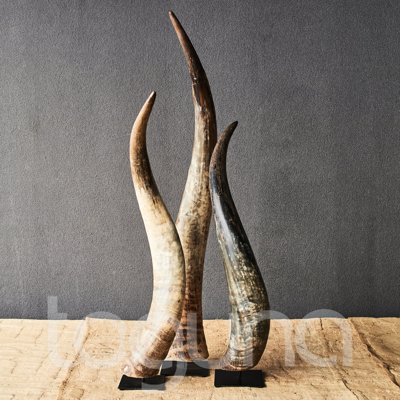 N'DAMA COW HORN 70H
