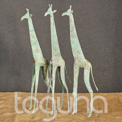 TUAREG GIRAFFE (NIGER) 35H