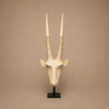 GEMSBOK HEAD (SWAZILAND) 70H