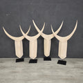 BULL HEAD (SWAZILAND) 45H NAT