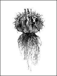 DAVID BALLAM FRAMED PRINT LUBANGO 80L 120H