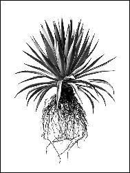 ROLLED PRINT DAVID BALLAM ALOE 18 120L 80H