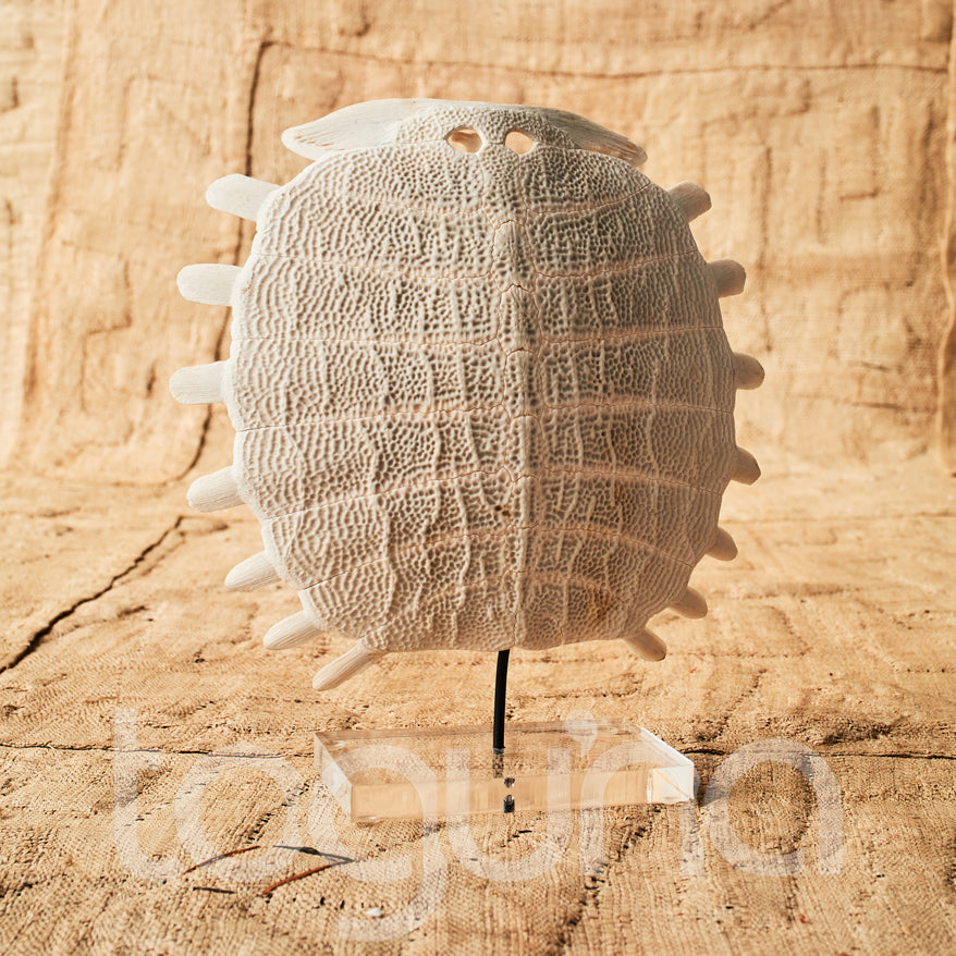 TURTLE SKELETON (INDONESIA) SML